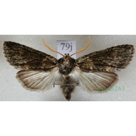 Polyploca ridens (Fabricius, 1787) Przestrożnica śmieszka Slovakia79j